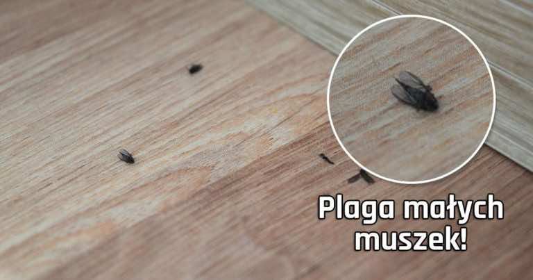 Plaga małych muszek — zobacz, jak się przed nimi bronić i co to jest!
