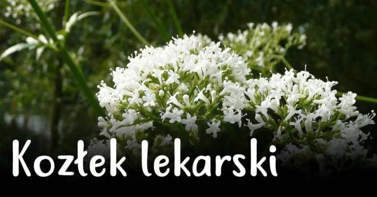 Kozłek lekarski – zobacz dlaczego musisz go mieć w swoim domu!