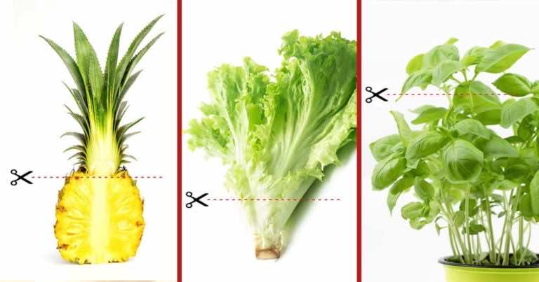 6 warzyw i owoców, które bez problemu wyhodujesz z resztek w swojej kuchni!