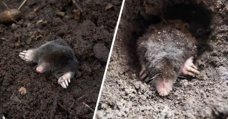 Jak pozbyć się kreta i jak zabezpieczyć ogród przed kretami