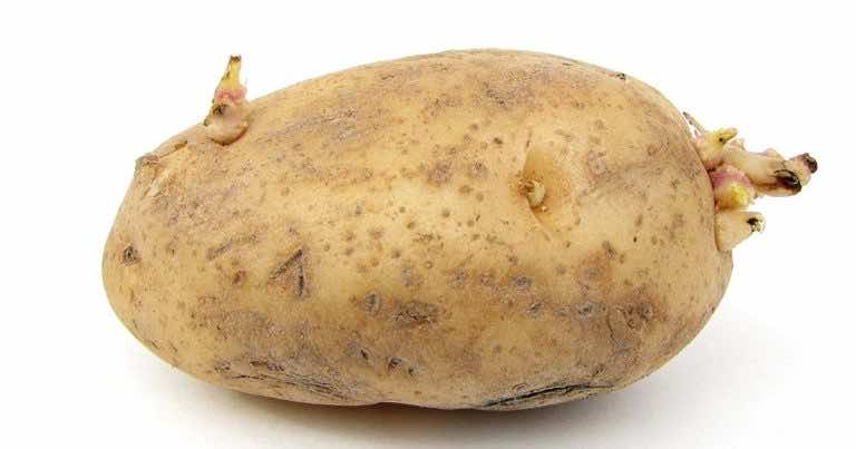 Czy można jeść kiełkujące ziemniaki?