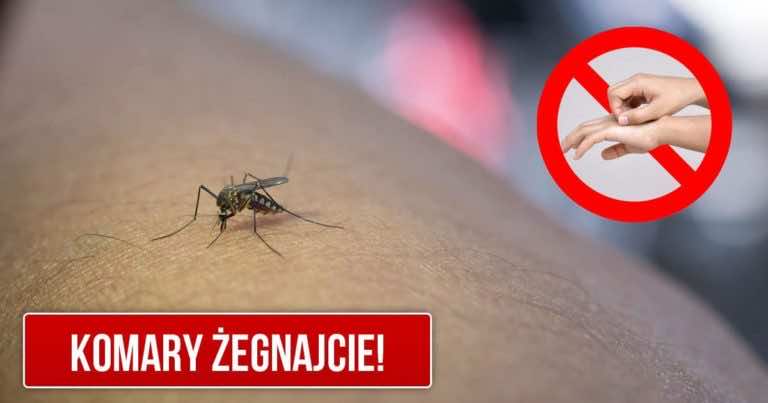Jak zrobić domowy środek na komary, który działa