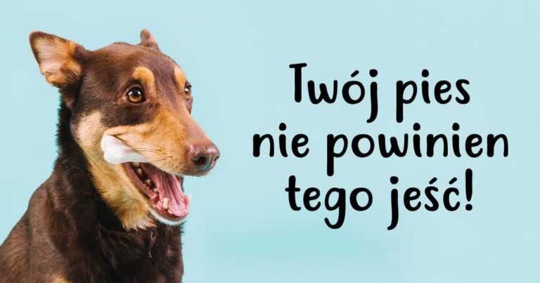 Jeśli masz psa to nie podawaj mu tego, bo może to go nawet zabić!