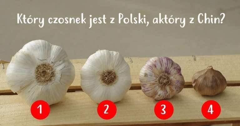 Jak wygląda czosnek chiński – jak odróżnić go od czosnku polskiego?