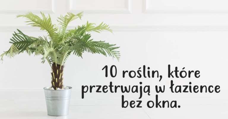 10 roślin, które przetrwają w łazience bez dostępu światła słonecznego