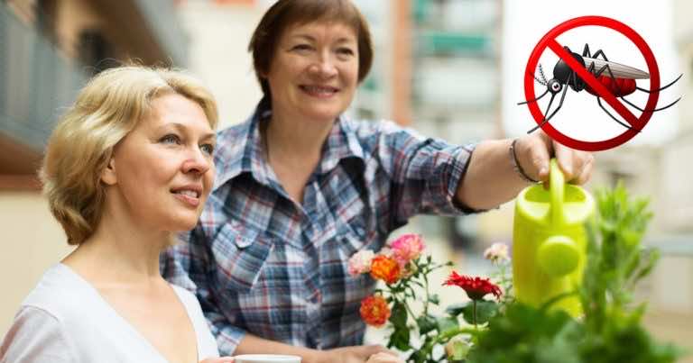 Te rośliny uprawiane na balkonie odstraszą komary