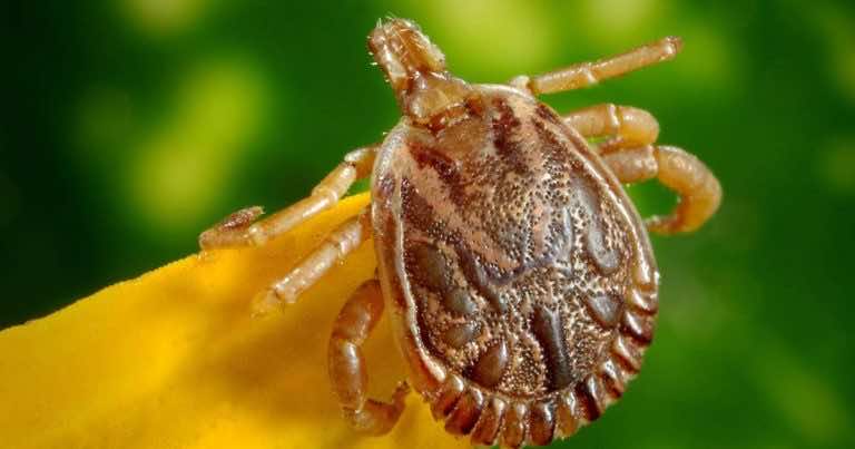 Jeśli nie chcesz kleszczy w ogrodzie, zasadź te rośliny!