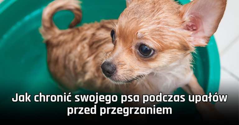 Jak chronić swojego psa podczas upałów przed przegrzaniem