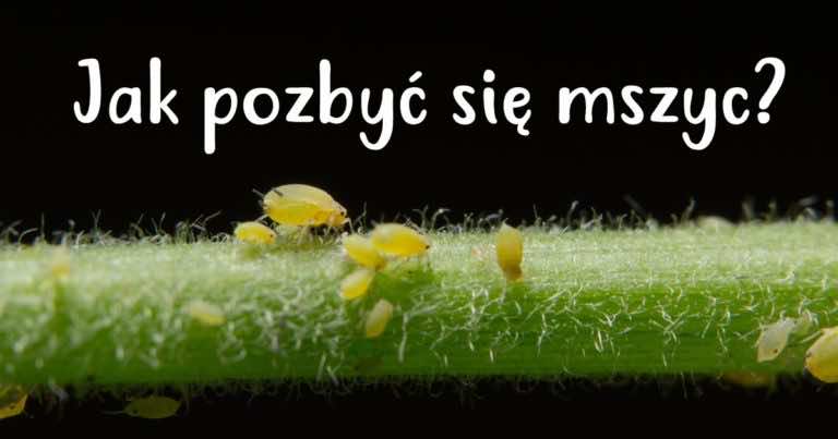 Jak skutecznie rozprawić się z mszycami?