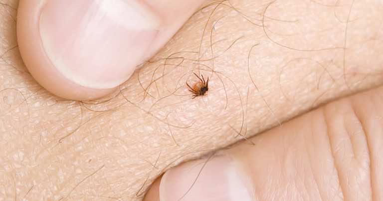 Naukowcy przebadali różne środki i odkryli co najlepiej chroni nas przed KLESZCZAMI