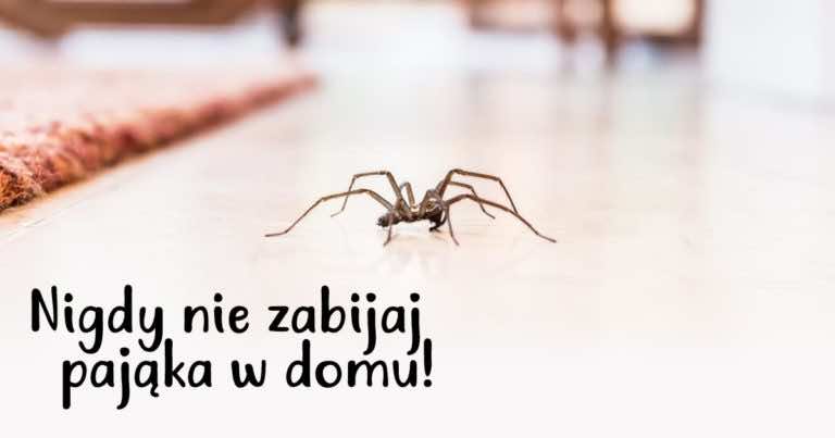 Zobacz dlaczego nie należy nigdy zabijać pająka w domu! Po prostu go wynieś.