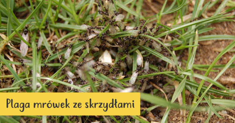Plaga latających mrówek – jak sobie z nimi poradzić?