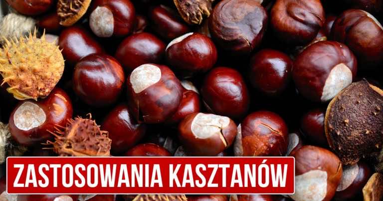 Jak wykorzystać kasztany – nazbieraj kasztanów i zrób z nich wiele pożytecznych rzeczy!