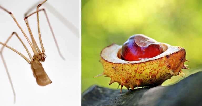 Pozbądź się pająków z domu. Wystarczy, że zbierzesz kilka kasztanów!