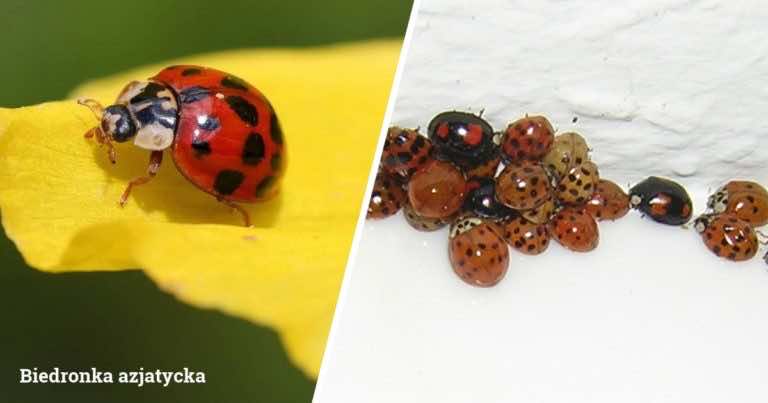 Inwazja biedronek na balkonie. Uważaj bo to są BIEDRONKI AZJATYCKIE i mogą gryźć!