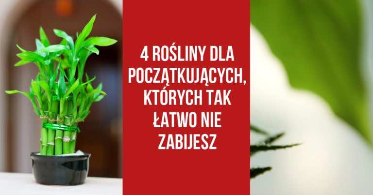 4 rośliny dla początkujących, których tak łatwo nie zabijesz