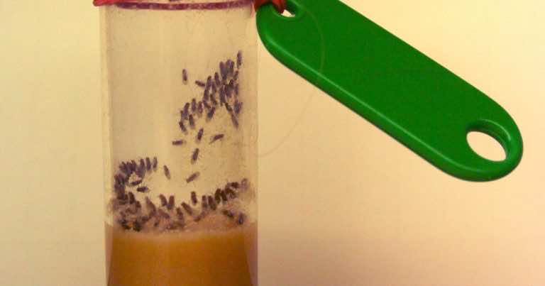 Super sposób na muszki owocówki. Pozbądź się ich bez trudu!