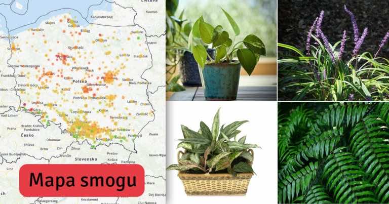 Zobacz jak pozbyć się smogu z domu za pomocą filtrujących powietrze roślin!