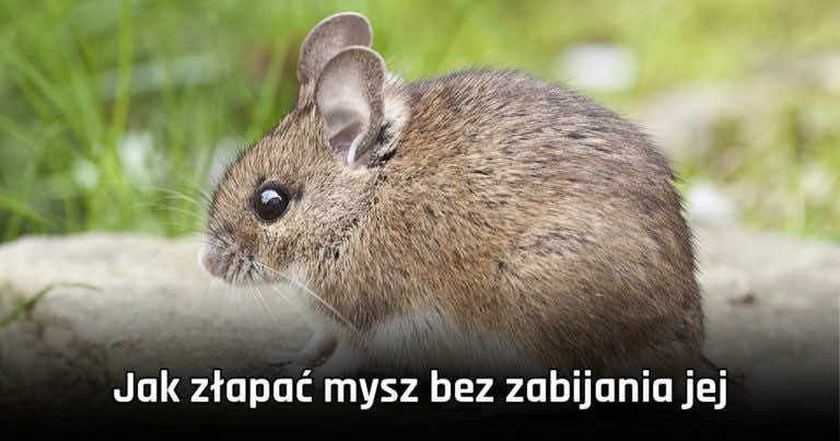 Jak złapać mysz bez zabijania jej