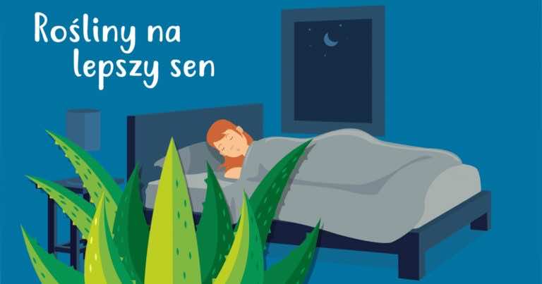 Te rośliny warto mieć w sypialni. Będzie Ci się spało lepiej!