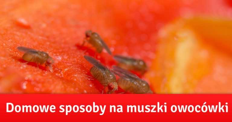 Domowe sposoby na muszki owocówki