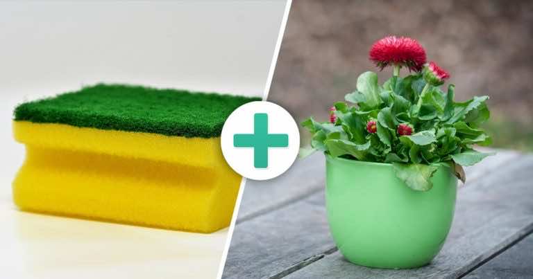 Masz kwiaty w domu? Wypróbuj te triki!