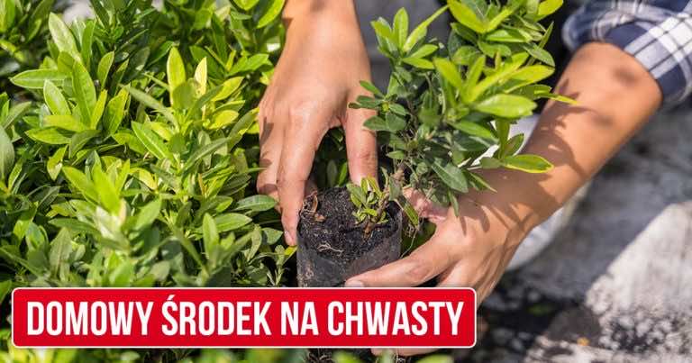Domowy środek na chwasty bez użycia chemii