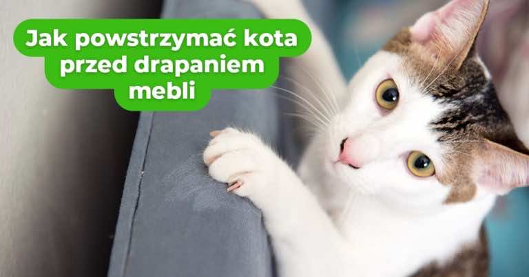 Jak powstrzymać kota przed drapaniem mebli