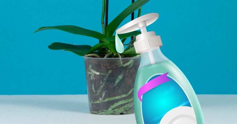 Wykorzystaj płyn do mycia naczyń by ożywić swoje storczyki!