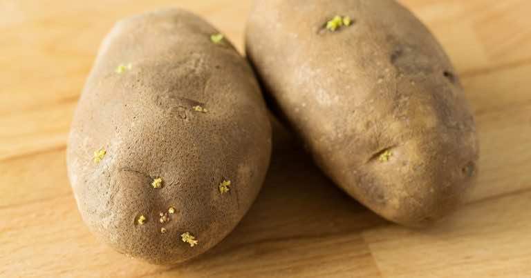 Czy można zjeść kiełkujące ziemniaki?