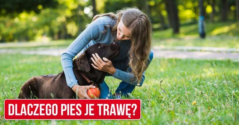 Twój pies zjada trawę na spacerach? Zobacz dlaczego tak robi!