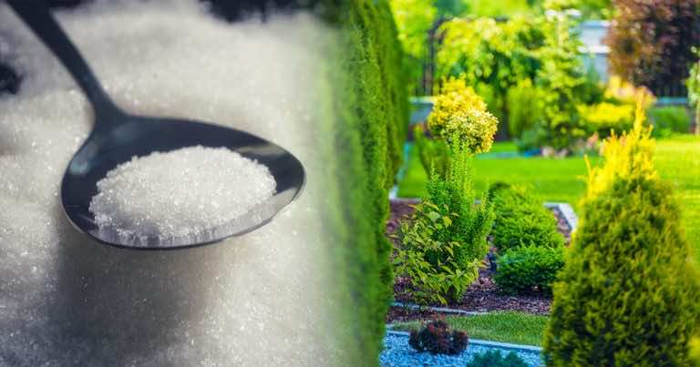 Od lat zostawia w ogródku łyżkę cukru. Zobacz dlaczego to robi, a też zaczniesz!