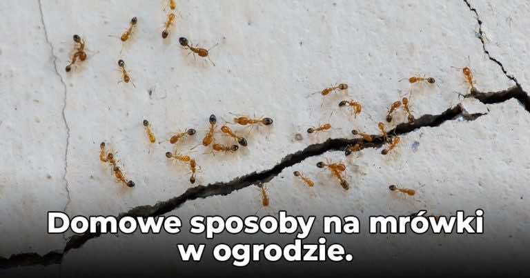 Masz mrówki w ogrodzie? Zobacz jak pozbyć się mrówek ze swojego ogrodu!