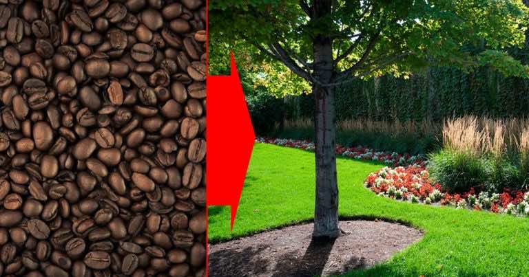 Rozrzuć kawę w swoim ogrodzie – zobacz dlaczego!