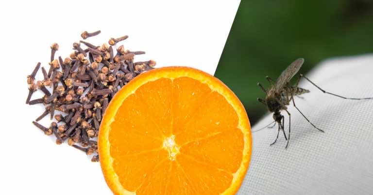 Jak za pomocą pomarańczy i goździków odpędzić komary?