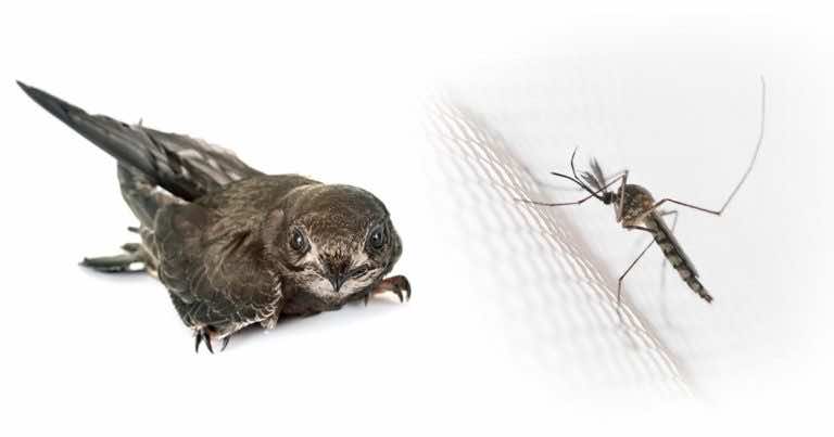 Masz problem z komarami? Zaproś jerzyki do swojego ogrodu!