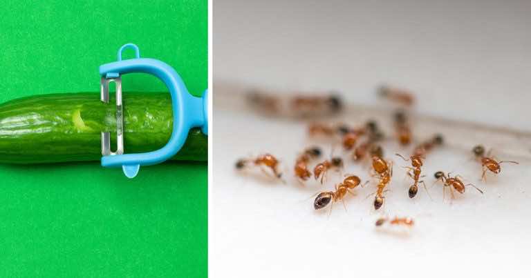 Obierki z ogórka jako sposób na odstraszenie mrówek