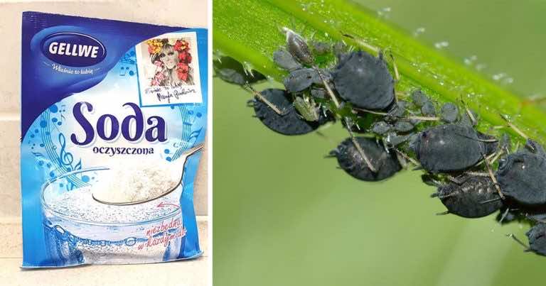 Soda oczyszczona na mszyce. Wypróbuj ten sposób!