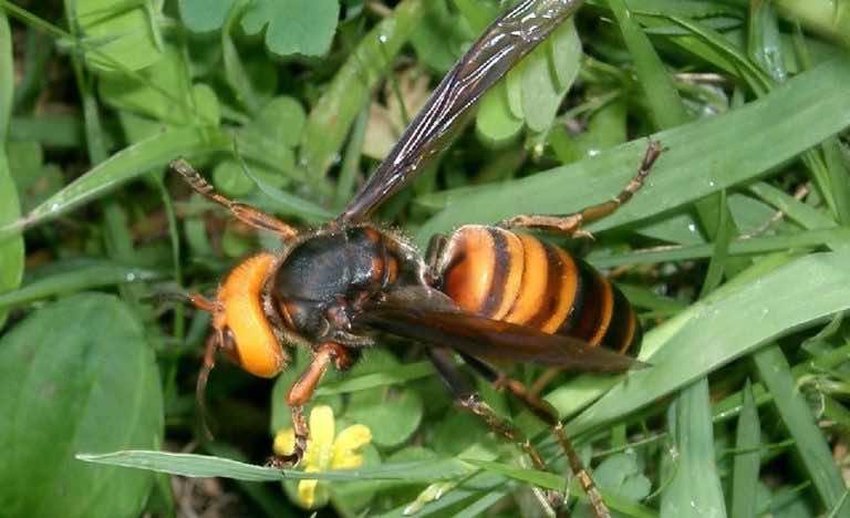 To szerszeń azjatycki, a jego jedno ukąszenie może zabić. Naucz się go rozpoznawać bo może trafić do Polski.