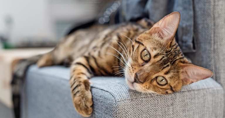 Czy sąsiad może mnie pozwać za zwierzęta w bloku?