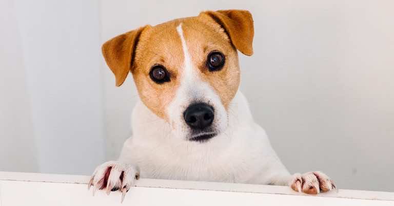 Twój pies przechyla głowę gdy do niego mówisz? Oto powód!