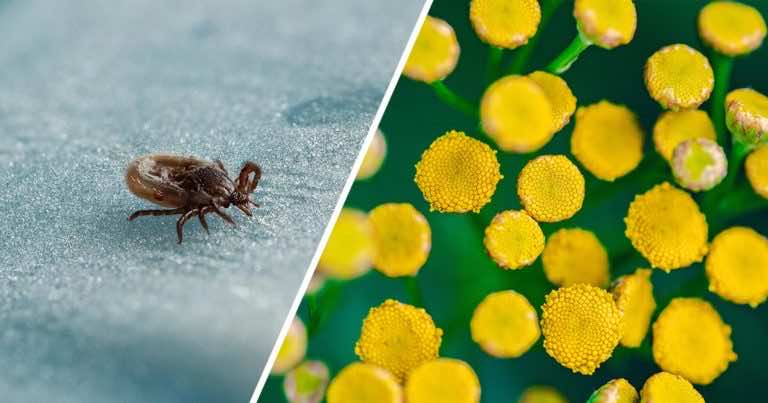 Kleszcze tej rośliny nie lubią. Posadź ją i uwolnij się od kleszczy!