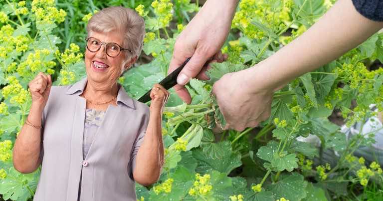 Trzy zioła, które stosowały jeszcze nasze babcie!