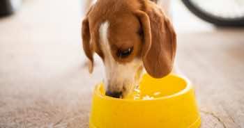 Warto dodać jedną rzecz do wody, którą pije pies. Dzięki temu zadbasz o jego zdrowie!