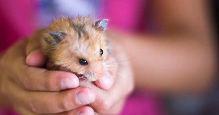 Zanim kupisz dziecku chomika pamiętaj o tym!