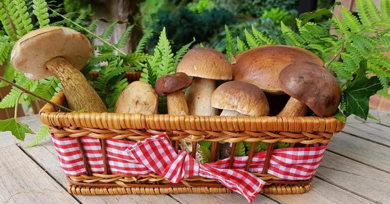 Za te grzyby możesz dostać mandat