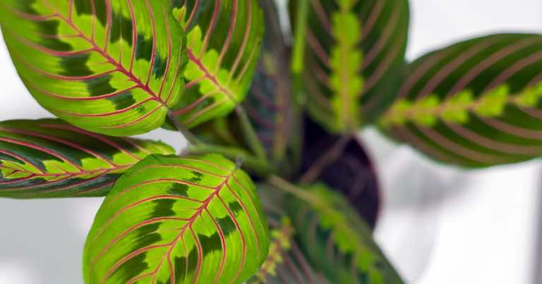 Maranta – zobacz dlaczego powinnaś mieć tę roślinę w domu!