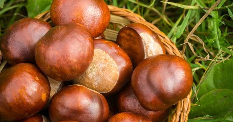 Przepis na nalewkę z kasztanów i jej właściwości