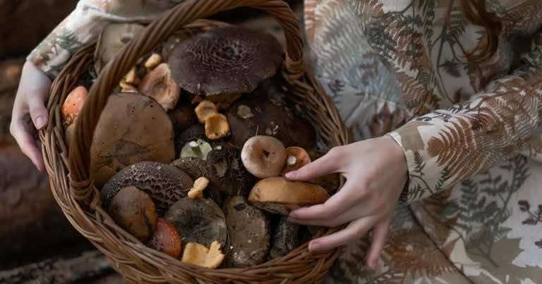 Główny Lekarz Weterynarii skierował ostrzeżenie do grzybiarzy. Uważajcie!