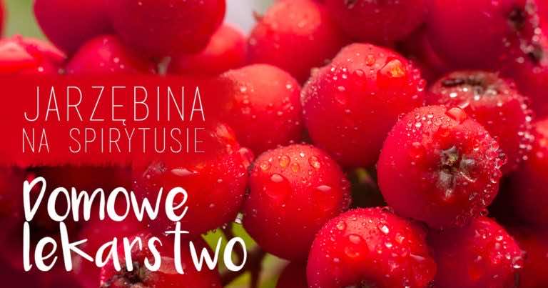 Jarzębina na spirytusie – lekarstwo naszych babć czyli nalewka z jarzębiny